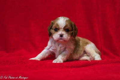Les chiots de Cavalier King Charles Spaniel