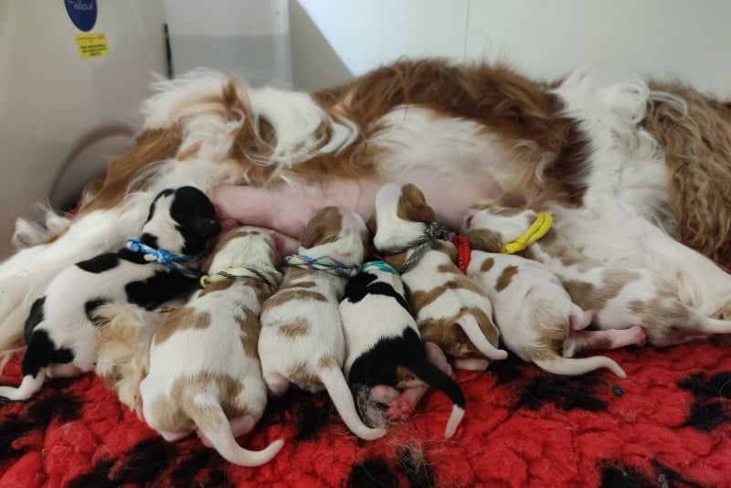 Cavalier King Charles Spaniel - Du Mont Des Crocs Blancs