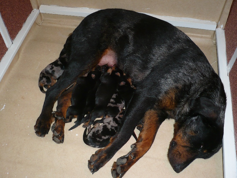 Cheyenne argentée du temple de feu