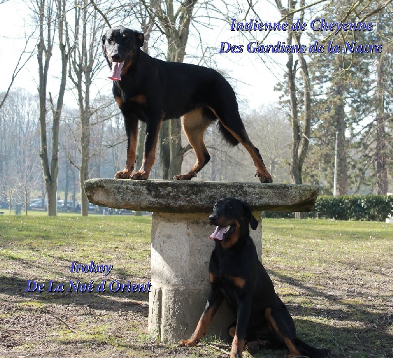 Indienne de cheyenne des Gardiens de la Nacre