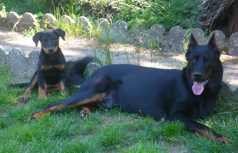 Faïka des Gardiens de la Nacre
