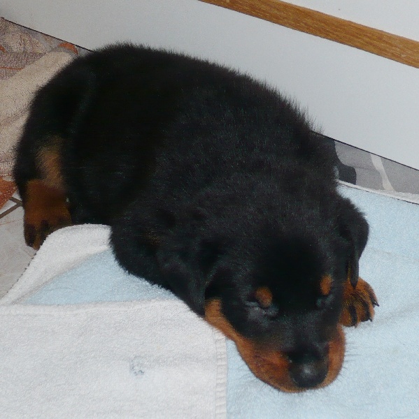 Faïka des Gardiens de la Nacre