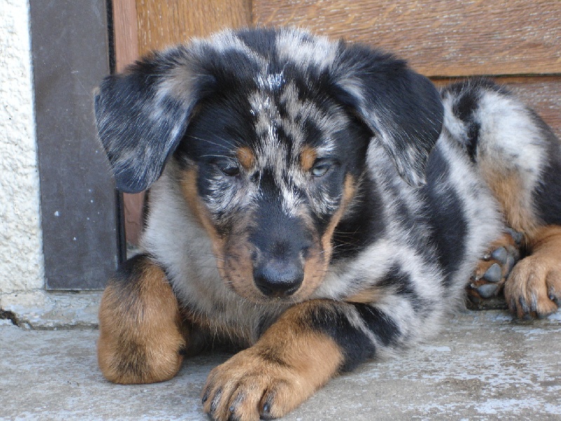 Cheyenne argentée du temple de feu
