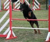 Vulcain (Sans Affixe)