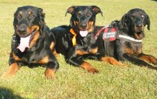 Faïka des Gardiens de la Nacre