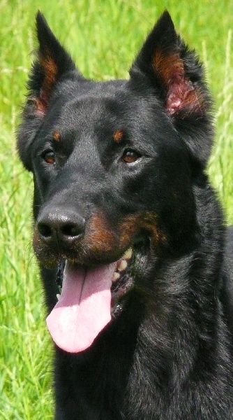 Vulcain (Sans Affixe)