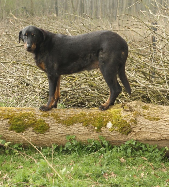 Cheyenne argentée du temple de feu