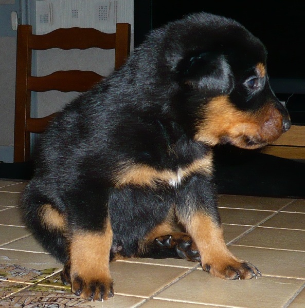 Faïka des Gardiens de la Nacre