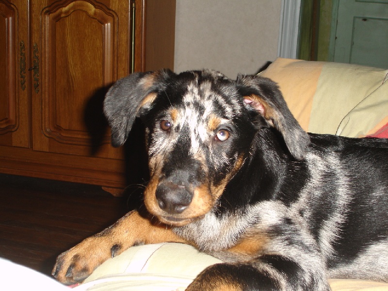 Cheyenne argentée du temple de feu