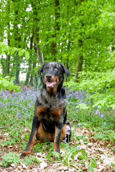 Cheyenne argentée du temple de feu