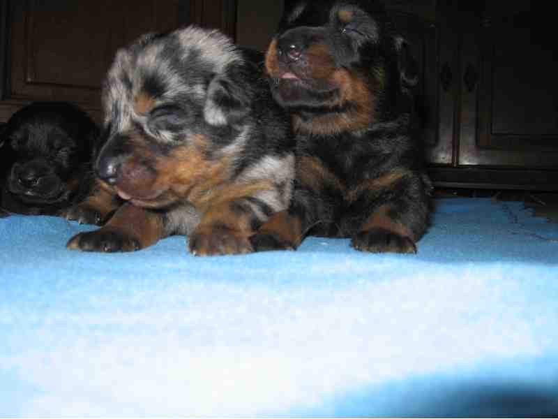 Cheyenne argentée du temple de feu