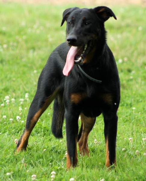 Indienne de cheyenne des Gardiens de la Nacre