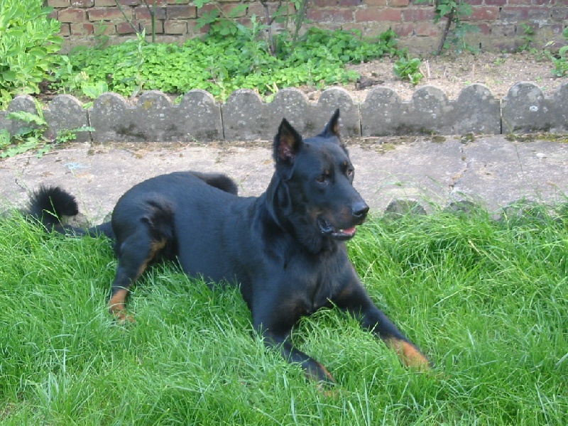 Vulcain (Sans Affixe)