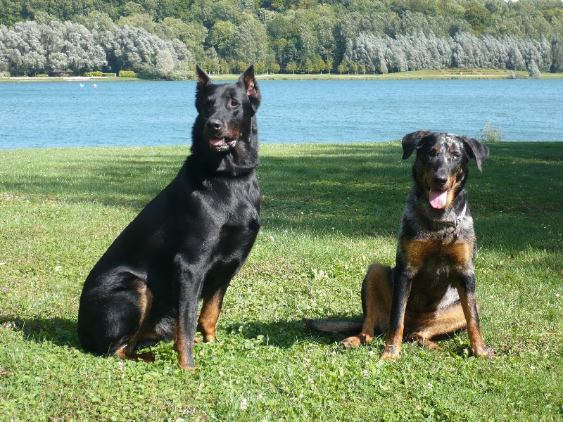 Vulcain (Sans Affixe)