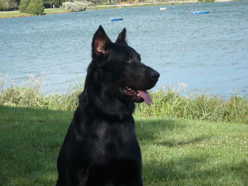 Vulcain (Sans Affixe)