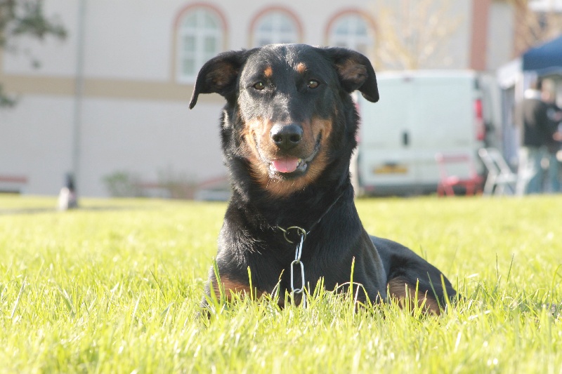 Faïka des Gardiens de la Nacre