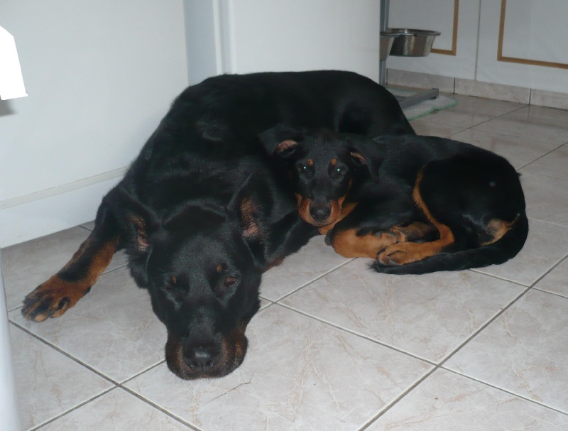 Vulcain (Sans Affixe)