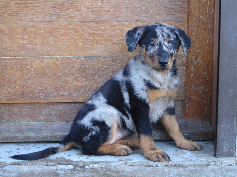 Cheyenne argentée du temple de feu
