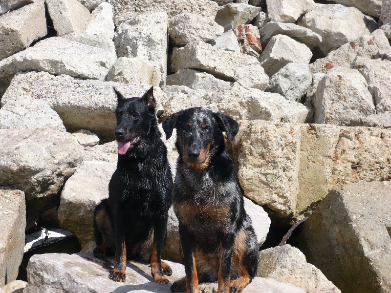 Cheyenne argentée du temple de feu