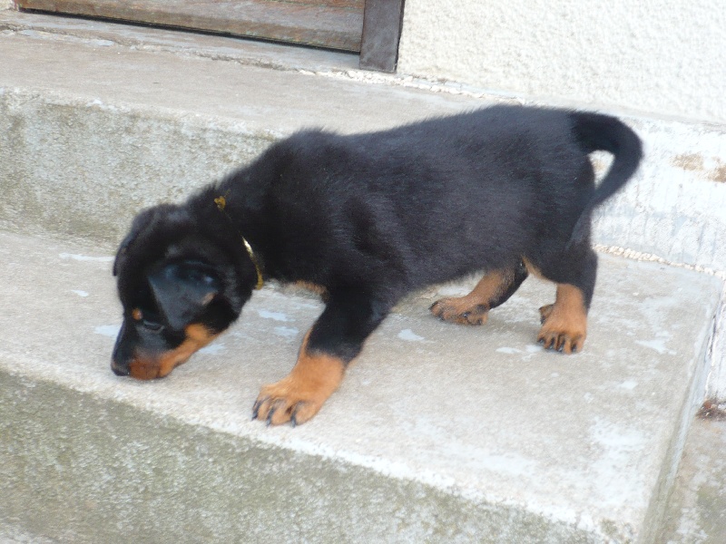 Faïka des Gardiens de la Nacre