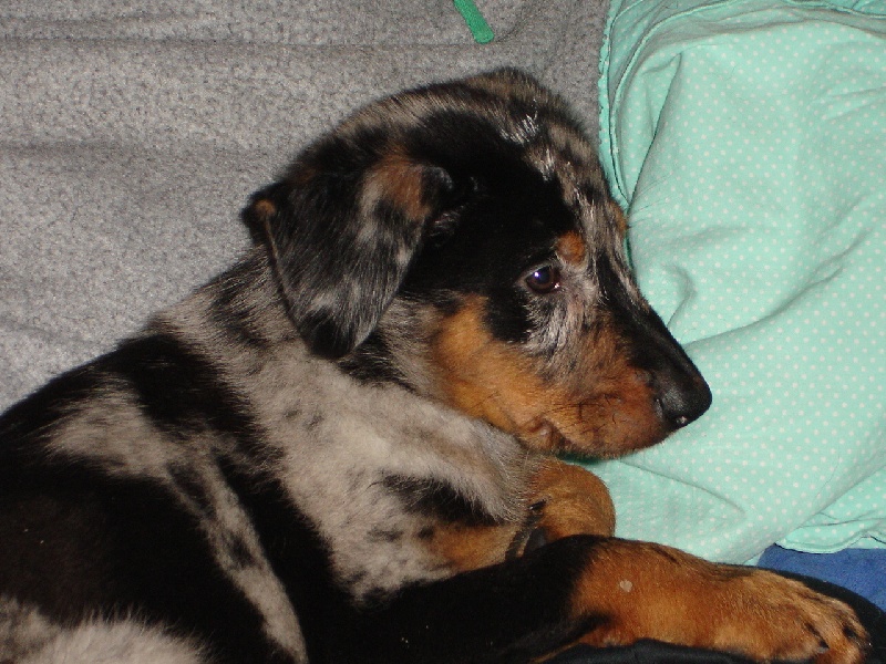 Cheyenne argentée du temple de feu