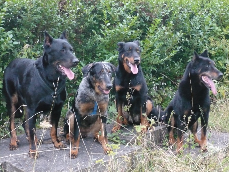 Cheyenne argentée du temple de feu