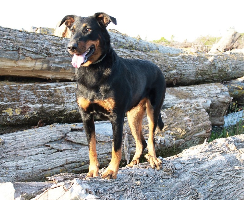 Faïka des Gardiens de la Nacre