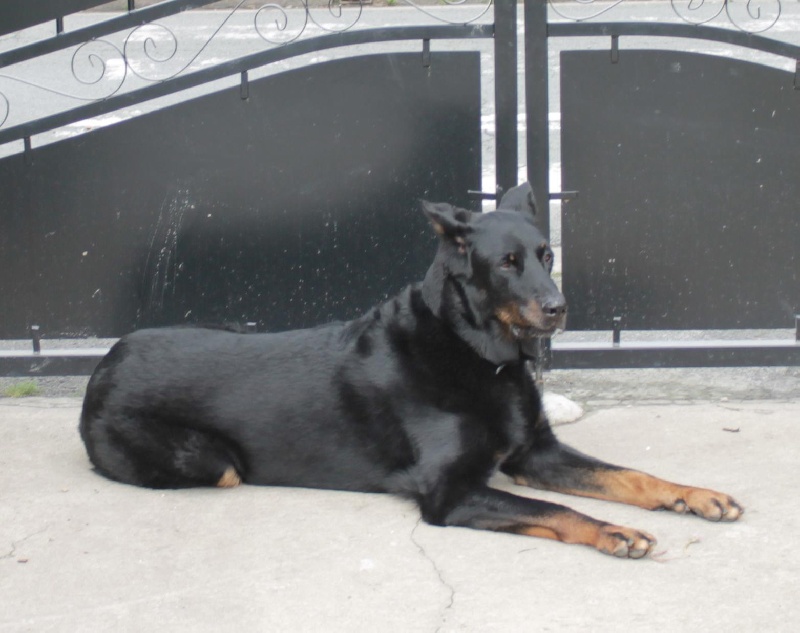 Vulcain (Sans Affixe)