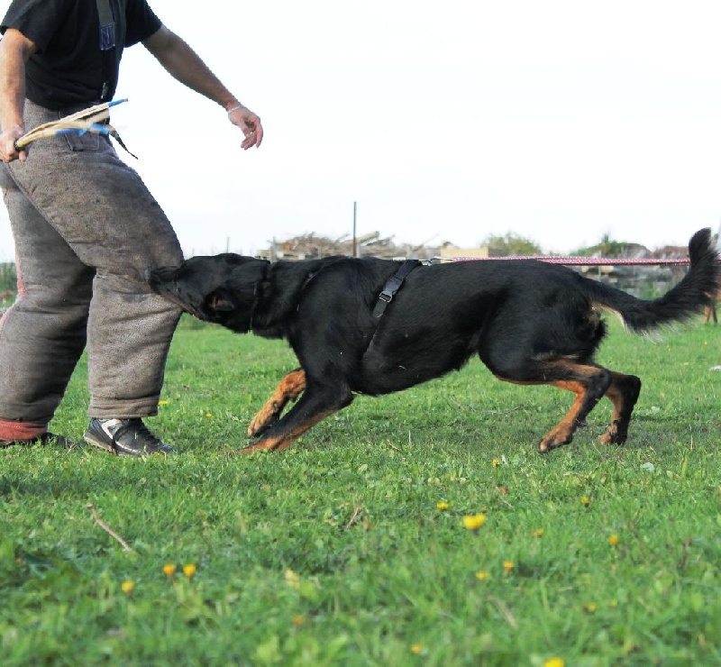 Indienne de cheyenne des Gardiens de la Nacre