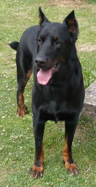 Vulcain (Sans Affixe)