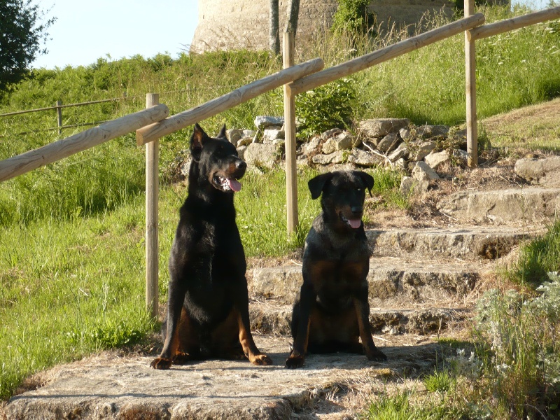 Cheyenne argentée du temple de feu