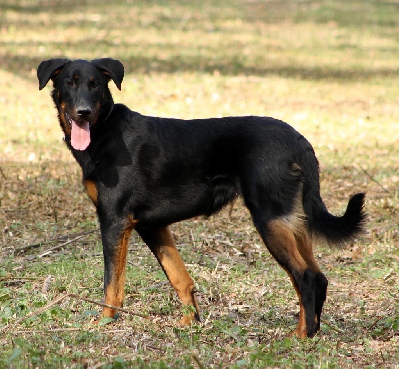 Indienne de cheyenne des Gardiens de la Nacre