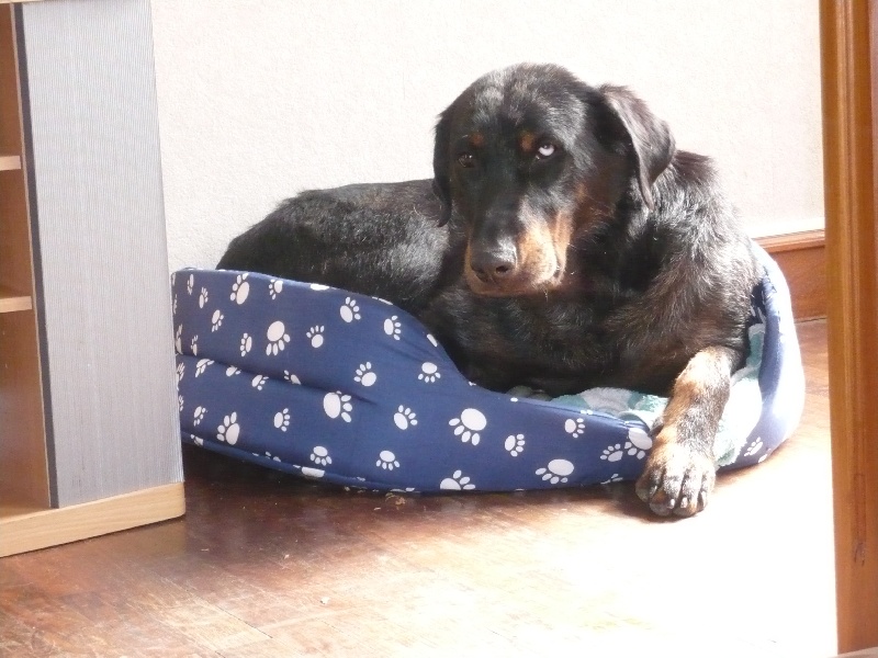 Cheyenne argentée du temple de feu