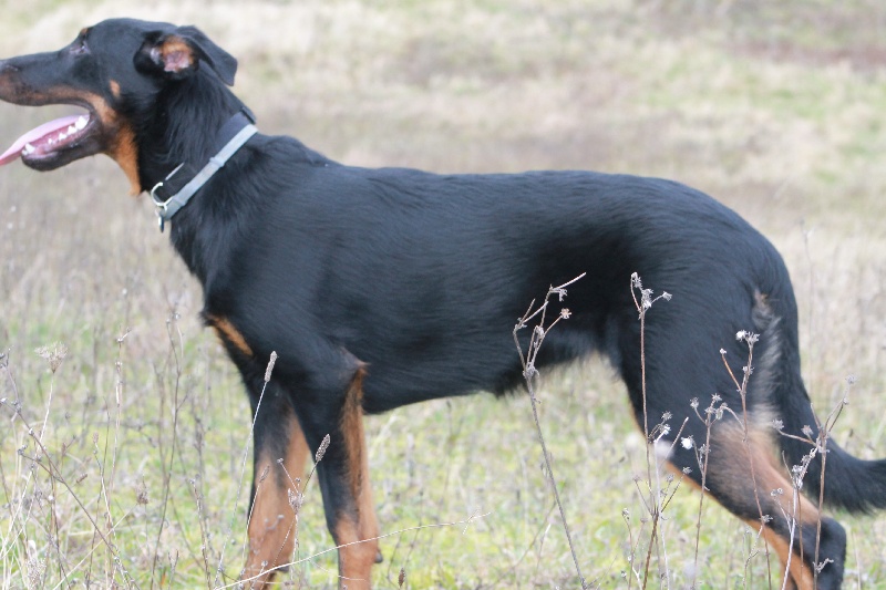 Indienne de cheyenne des Gardiens de la Nacre