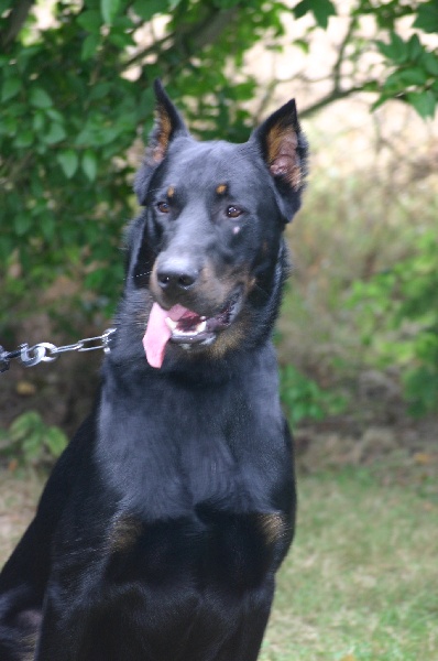 Vulcain (Sans Affixe)