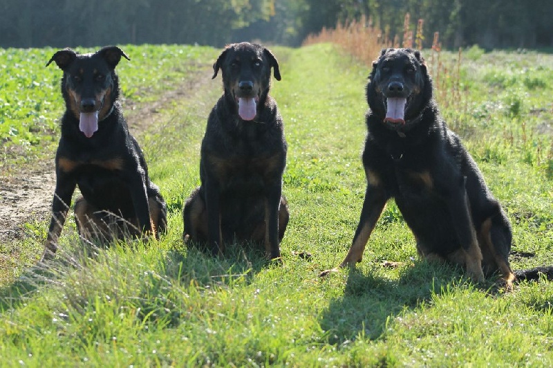 Cheyenne argentée du temple de feu
