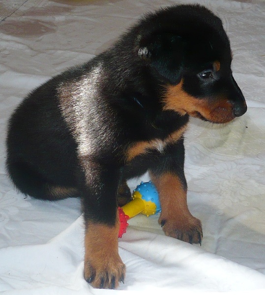 Faïka des Gardiens de la Nacre