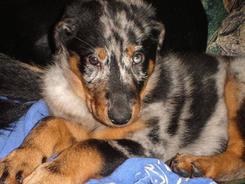 Cheyenne argentée du temple de feu
