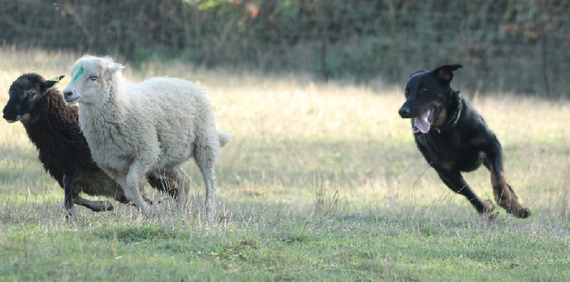 Indienne de cheyenne des Gardiens de la Nacre
