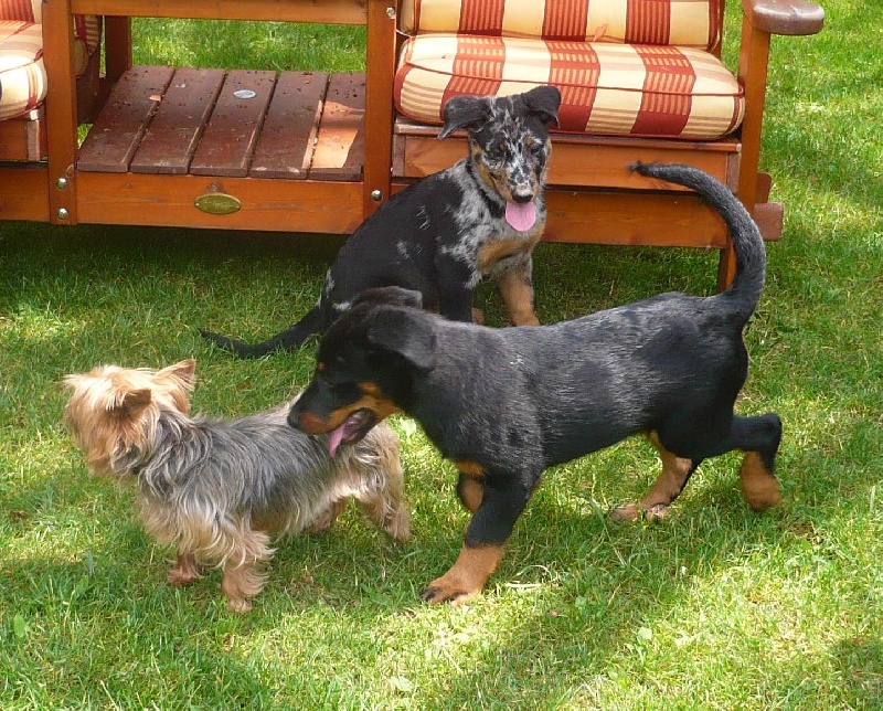 Faïka des Gardiens de la Nacre