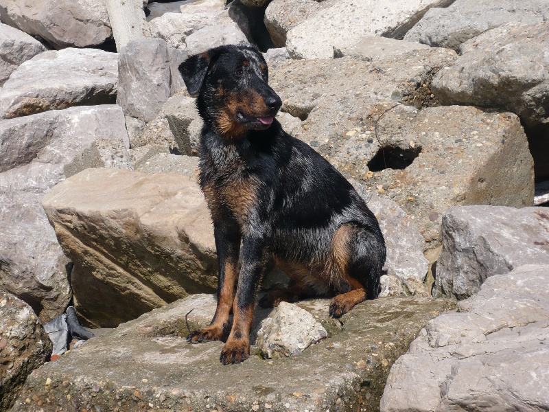 Cheyenne argentée du temple de feu