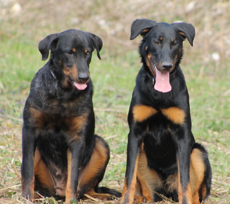 Cheyenne argentée du temple de feu