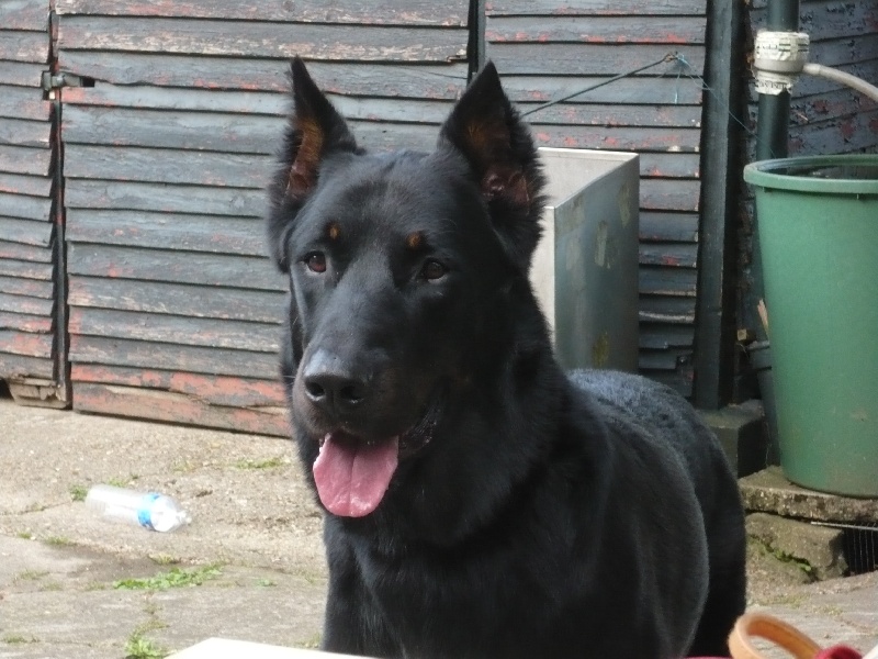 Vulcain (Sans Affixe)