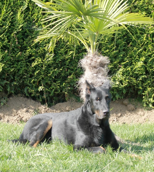 Vulcain (Sans Affixe)