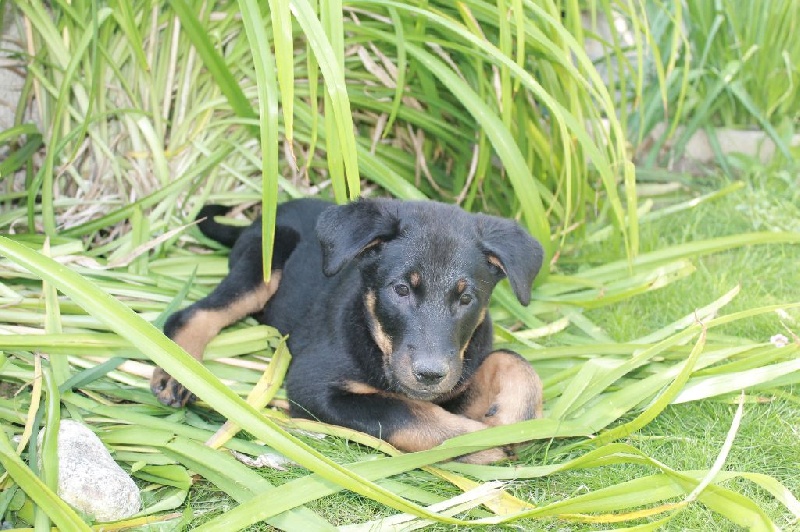 Indienne de cheyenne des Gardiens de la Nacre