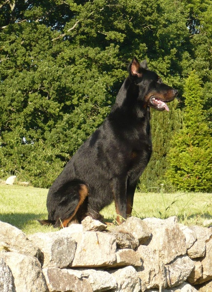 Vulcain (Sans Affixe)