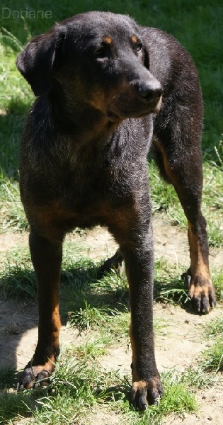 Cheyenne argentée du temple de feu