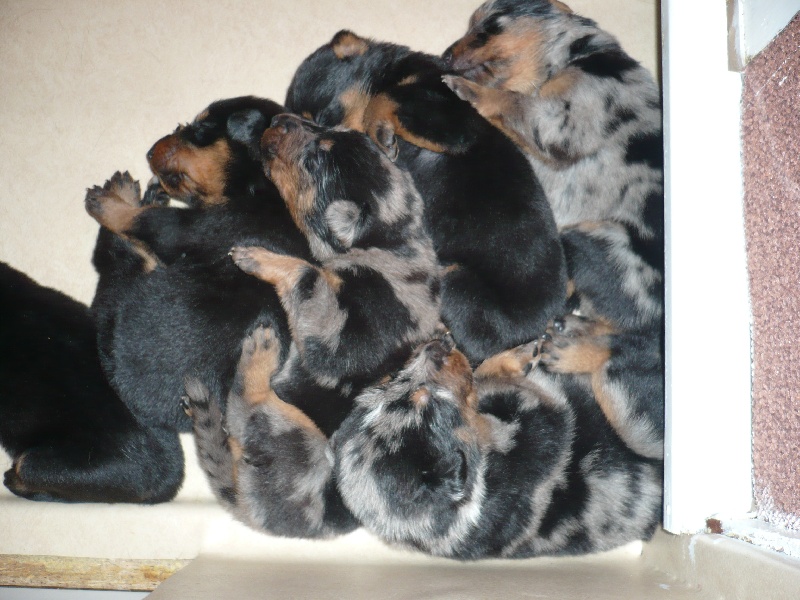 Faïka des Gardiens de la Nacre