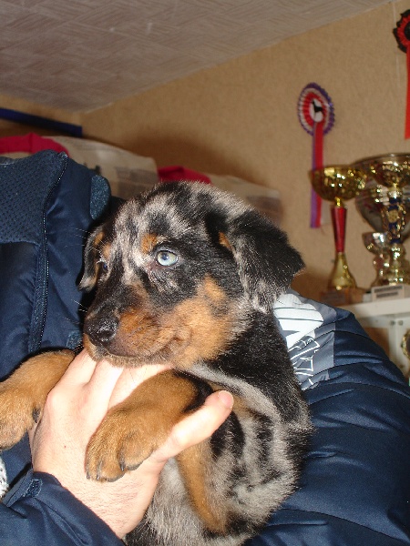 Cheyenne argentée du temple de feu