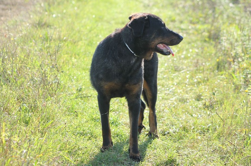 Cheyenne argentée du temple de feu